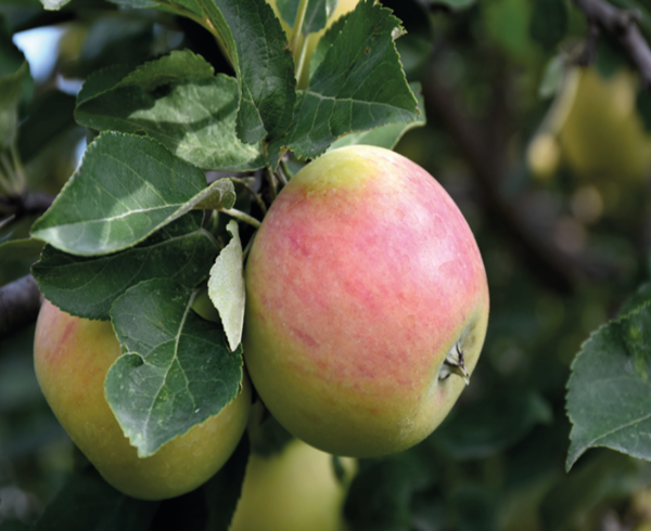 Goodland Apple