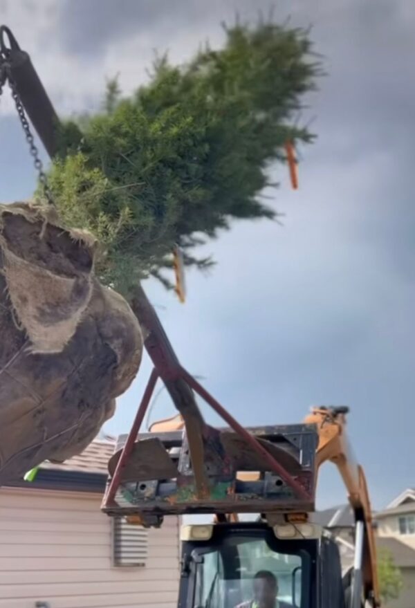 Tree Removal