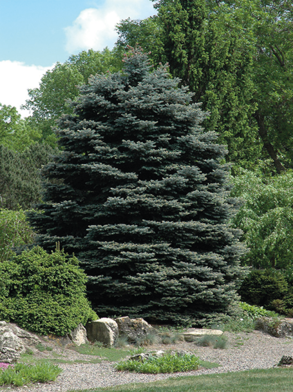 Fat Albert Blue Spruce