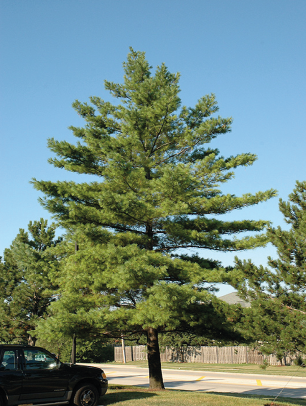 Lodgepole Pine