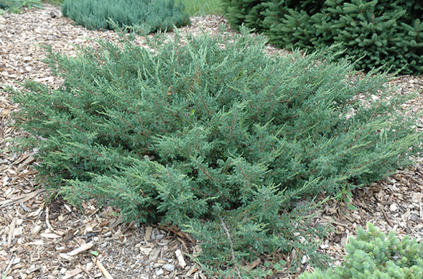 Alpine Carpet Juniper