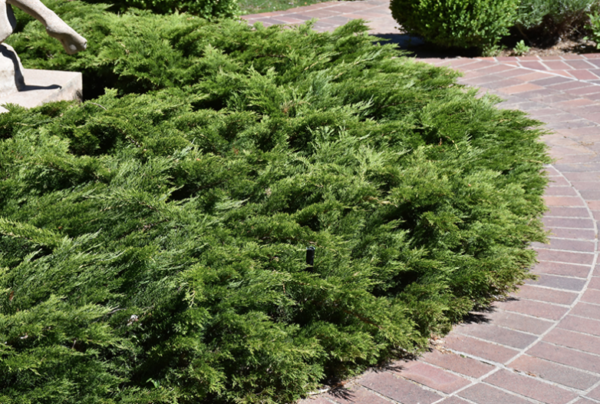 Calgary Carpet Juniper