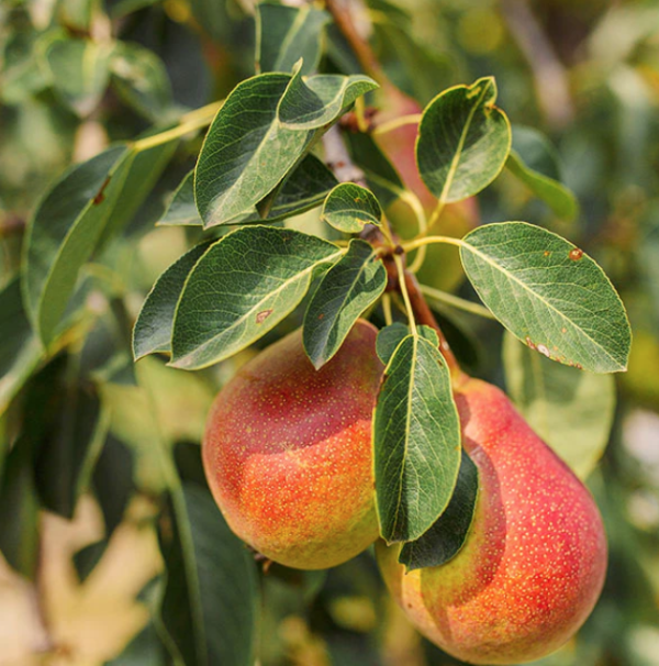 Summercrisp Pear