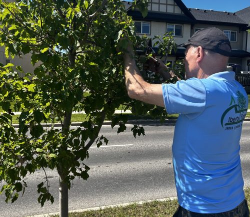 Tree Consultation